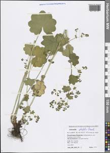 Alchemilla lindbergiana Juz., Siberia, Baikal & Transbaikal region (S4) (Russia)