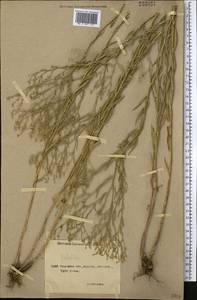 Galatella sedifolia subsp. dracunculoides (Lam.) Greuter, Middle Asia, Northern & Central Kazakhstan (M10) (Kazakhstan)