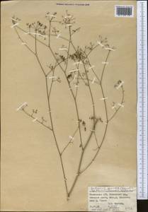 Galagania gracilis (Kamelin & Pimenov) Kamelin & Pimenov, Middle Asia, Pamir & Pamiro-Alai (M2) (Tajikistan)