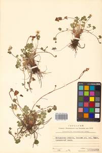 Potentilla stolonifera Lehm. ex Ledeb., Siberia, Chukotka & Kamchatka (S7) (Russia)