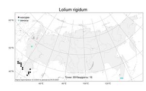 Lolium rigidum Gaudin, Atlas of the Russian Flora (FLORUS) (Russia)