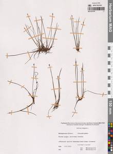 Juncus stygius L., Siberia, Chukotka & Kamchatka (S7) (Russia)