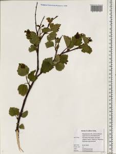 Betula pubescens var. pubescens, Eastern Europe, Northern region (E1) (Russia)