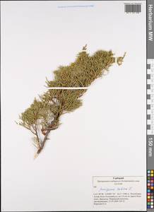 Juniperus sabina L., Siberia, Altai & Sayany Mountains (S2) (Russia)