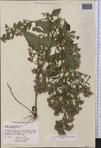 Symphyotrichum ciliolatum (Lindl.) Á. Löve & D. Löve, America (AMER) (Canada)