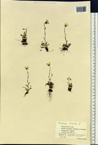 Saxifraga hirculus L., Siberia, Central Siberia (S3) (Russia)