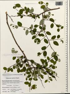 Cotoneaster suavis Pojark., Caucasus, Krasnodar Krai & Adygea (K1a) (Russia)