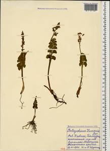 Botrychium lunaria (L.) Sw., Caucasus, Stavropol Krai, Karachay-Cherkessia & Kabardino-Balkaria (K1b) (Russia)