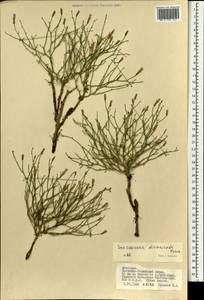 Lipschitzia divaricata (Turcz.) Zaika, Sukhor. & N. Kilian, Mongolia (MONG) (Mongolia)