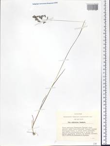 Poa sibirica Roshev., Siberia, Altai & Sayany Mountains (S2) (Russia)