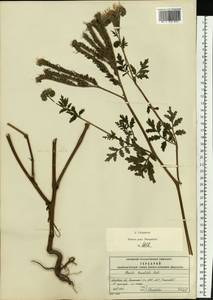 Phacelia tanacetifolia Benth., Eastern Europe, Moscow region (E4a) (Russia)
