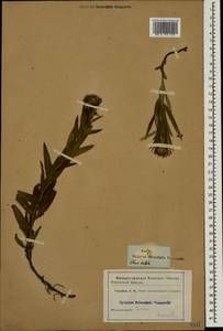 Pentanema ensifolium (L.) D. Gut. Larr., Santos-Vicente, Anderb., E. Rico & M. M. Mart. Ort., Caucasus (no precise locality) (K0)