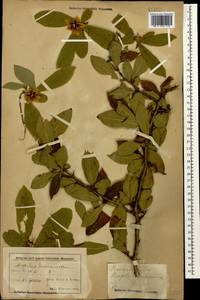 Crataegus germanica (L.) K.Koch ex Kuntze, Caucasus, Azerbaijan (K6) (Azerbaijan)