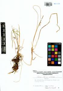 Carex iljinii V.I.Krecz., Siberia, Baikal & Transbaikal region (S4) (Russia)