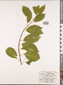 Prunus cerasus subsp. cerasus, Eastern Europe, Central region (E4) (Russia)