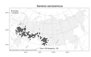 Senecio sarracenicus L., Atlas of the Russian Flora (FLORUS) (Russia)