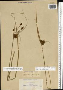 Bolboschoenus planiculmis (F.Schmidt) T.V.Egorova, Eastern Europe, Central forest-and-steppe region (E6) (Russia)