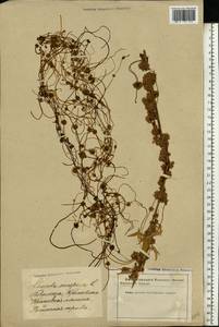 Cuscuta europaea L., Eastern Europe, Latvia (E2b) (Latvia)