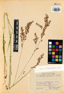 Melica turczaninowiana Ohwi, Siberia, Baikal & Transbaikal region (S4) (Russia)