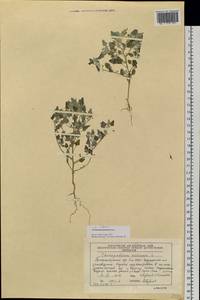Chenopodium pamiricum Iljin, Siberia, Altai & Sayany Mountains (S2) (Russia)