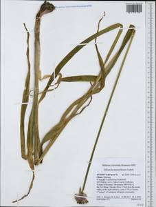 Allium hymenorhizum Ledeb., South Asia, South Asia (Asia outside ex-Soviet states and Mongolia) (ASIA) (China)