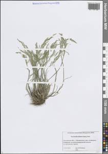 Puccinellia distans (Jacq.) Parl., Eastern Europe, Moscow region (E4a) (Russia)