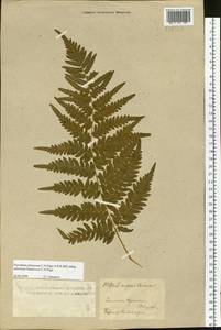 Pteridium aquilinum subsp. japonicum (Nakai) Á. Löve & D. Löve, Siberia, Altai & Sayany Mountains (S2) (Russia)