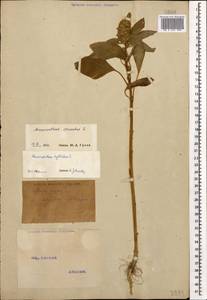 Amaranthus cruentus L., Caucasus (no precise locality) (K0)