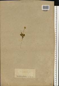 Viola tricolor L., Eastern Europe, South Ukrainian region (E12) (Ukraine)