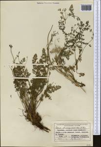 Vicatia coniifolia Wall. ex DC., Middle Asia, Pamir & Pamiro-Alai (M2) (Kyrgyzstan)