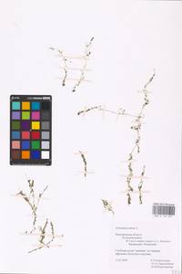 MHA 0 162 601, Utricularia minor L., Eastern Europe, North-Western region (E2) (Russia)