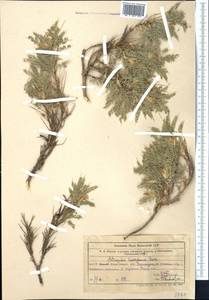 Astragalus lasiosemius Boiss., Middle Asia, Western Tian Shan & Karatau (M3) (Uzbekistan)