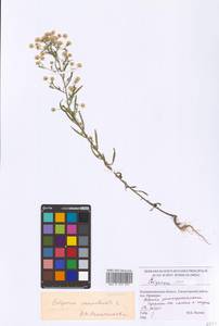 Erigeron canadensis L., Eastern Europe, North-Western region (E2) (Russia)