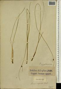 Ficinia indica (Lam.) H.Pfeiff., Africa (AFR) (South Africa)