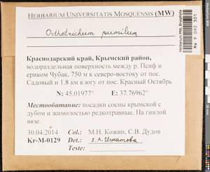 Orthotrichum pumilum Sw., Bryophytes, Bryophytes - North Caucasus & Ciscaucasia (B12) (Russia)