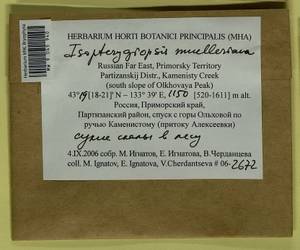 Isopterygiopsis catagonioides (Broth.) Ignatov & Ignatova, Bryophytes, Bryophytes - Russian Far East (excl. Chukotka & Kamchatka) (B20) (Russia)