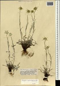 Leontopodium campestre (Ledeb.) Hand.-Mazz., Mongolia (MONG) (Mongolia)