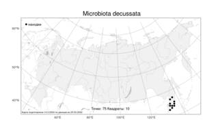 Microbiota decussata Kom., Atlas of the Russian Flora (FLORUS) (Russia)
