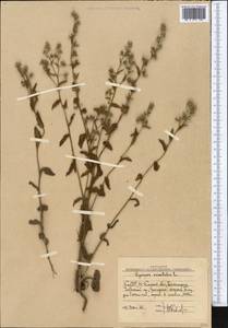 Lycopsis arvensis subsp. orientalis (L.) Kuzn., Middle Asia, Western Tian Shan & Karatau (M3) (Uzbekistan)