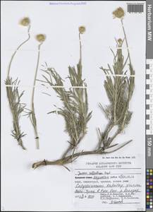 Jurinea suffruticosa Regel, Middle Asia, Western Tian Shan & Karatau (M3) (Kazakhstan)