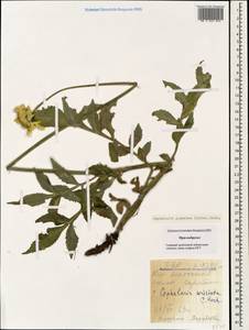 Cephalaria gigantea (Ledeb.) Bobrov, Caucasus, Stavropol Krai, Karachay-Cherkessia & Kabardino-Balkaria (K1b) (Russia)