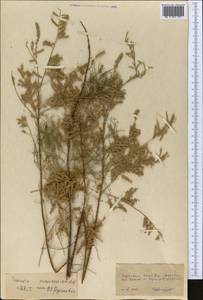 Tamarix ramosissima Ledeb., Middle Asia, Kopet Dag, Badkhyz, Small & Great Balkhan (M1) (Turkmenistan)