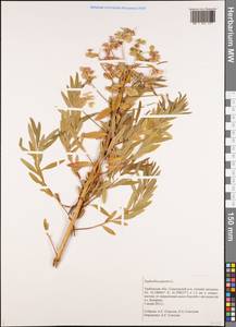 Euphorbia palustris L., Eastern Europe, Central forest-and-steppe region (E6) (Russia)