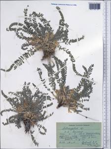 Astragalus, Middle Asia, Pamir & Pamiro-Alai (M2) (Tajikistan)