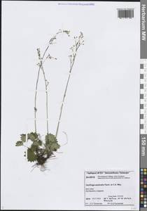 Micranthes nelsoniana subsp. aestivalis (Fisch. & C.A.Mey.) Elven & D.F.Murray, Siberia, Central Siberia (S3) (Russia)