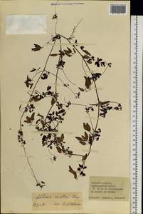 Adlumia asiatica Ohwi, Siberia, Russian Far East (S6) (Russia)