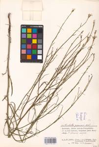 Chondrilla graminea M. Bieb., Eastern Europe, Lower Volga region (E9) (Russia)