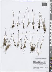 Juncus triglumis L., Siberia, Baikal & Transbaikal region (S4) (Russia)