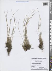 Juncus brachyspathus Maxim., Siberia, Central Siberia (S3) (Russia)