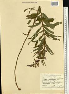Chamaenerion angustifolium (L.) Scop., Eastern Europe, West Ukrainian region (E13) (Ukraine)